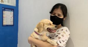 Marcas Nikkei: Pett Inn Veterinaria