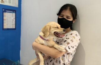 Marcas Nikkei: Pett Inn Veterinaria